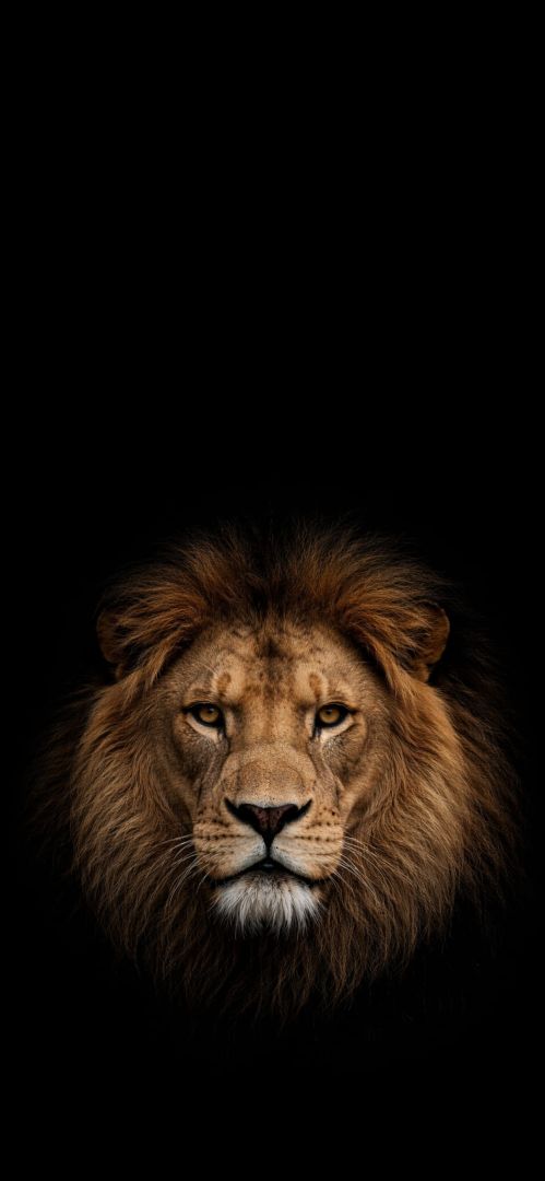 wild wallpapers