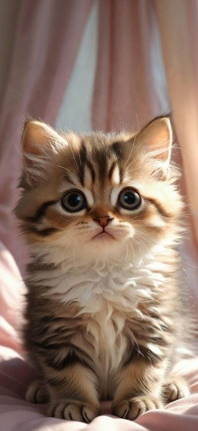 Adorable Baby Cat Portrait wallpaper iphone Wallpaper patakapix wallpaper