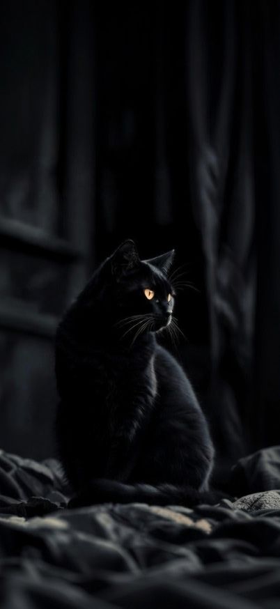 Dark Moody Cat with Golden Eyes iphone Wallpaper patakapix wallpaper