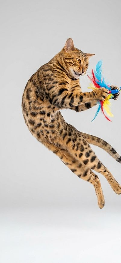 A Bengal cat jumping mid-air catching a feather toy wallpaper