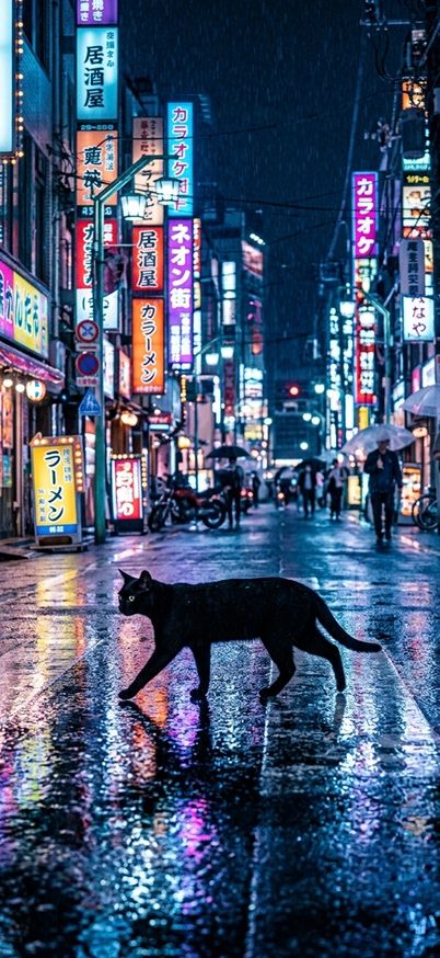 A black cat walking across a neon-lit Tokyo street at night wallpaper