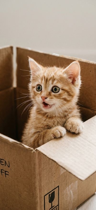 A kitten looking surprised inside a cardboard box wallpaper