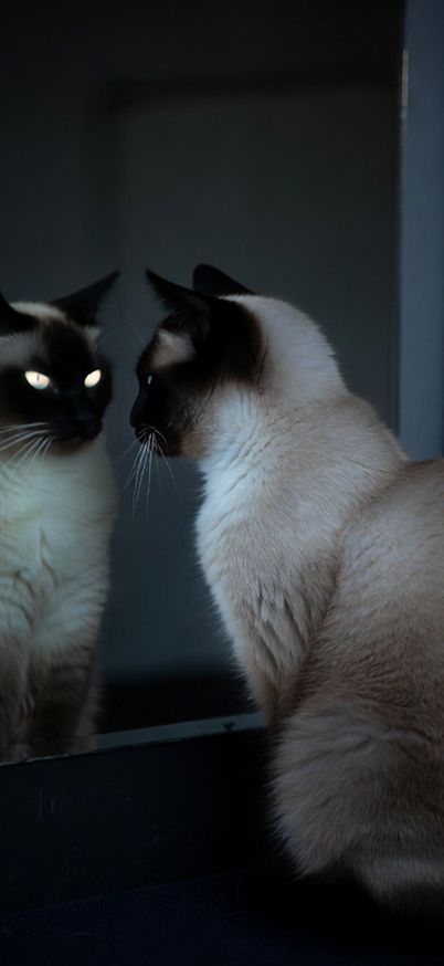 A Siamese cat staring into a mirror with glowing eyes reflection wallpaper