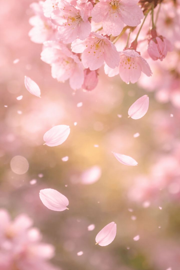 Cherry blossoms in soft breeze wallpaper