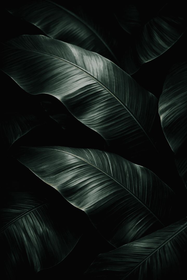 Dark Banana Leaves Minimal Wallpaper – Elegant Tropical Botanical Background 4K AMOLED 🌿 wallpaper