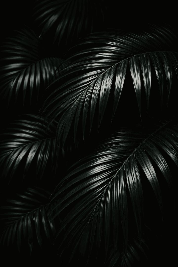 Dark Glossy Palm Leaves – Minimal Tropical Botanical Wallpaper 4K AMOLED 🌿🖤 wallpaper