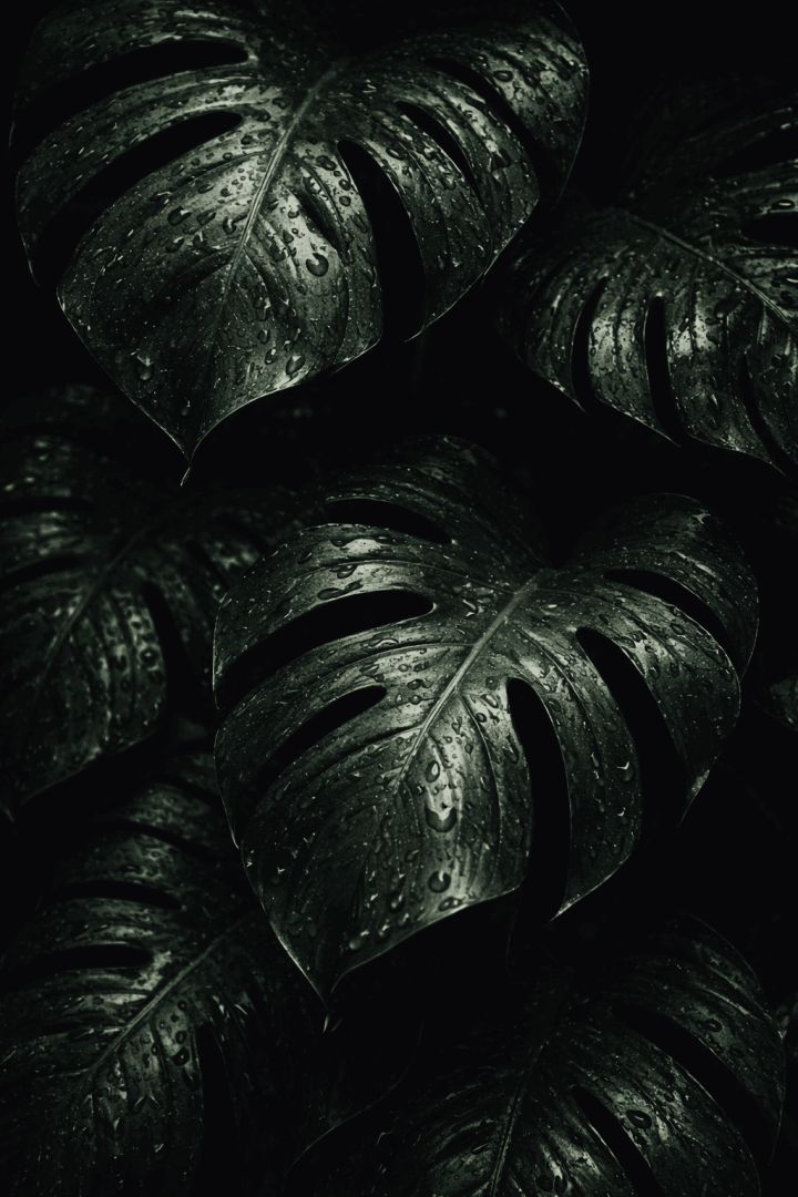 Dark Monstera Leaves with Water Drops – Moody Tropical Plant Wallpaper 4K AMOLED 🌿💧 wallpaper