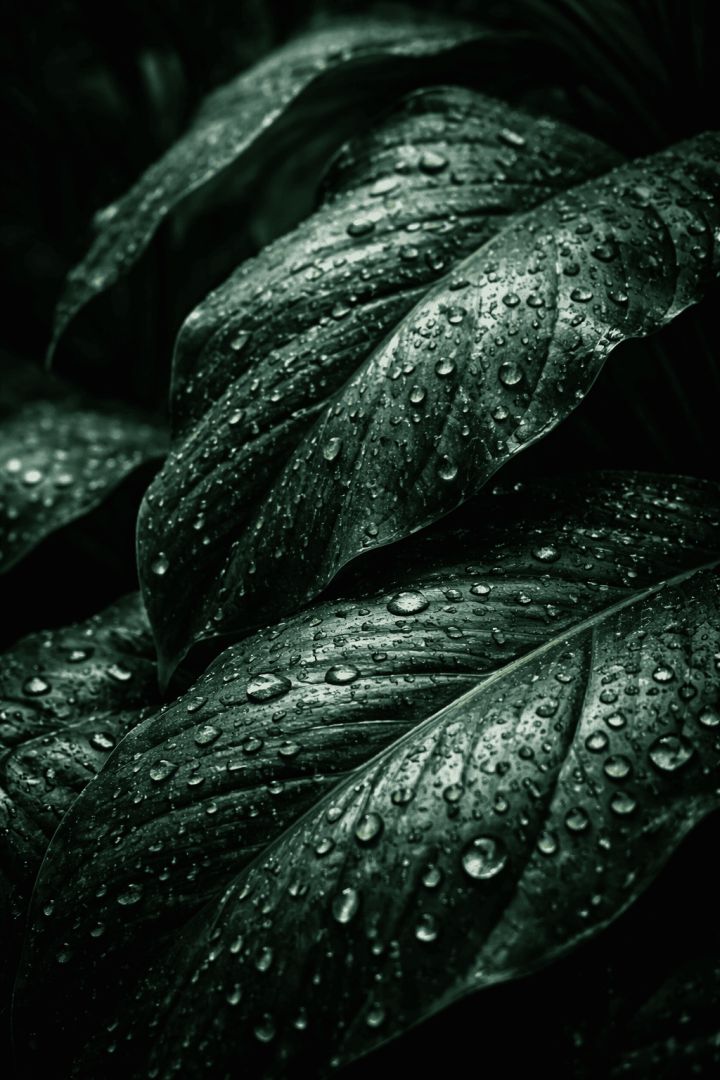 Dark Tropical Leaves with Rain Droplets – Moody Jungle Nature 4K Wallpaper rain wallpaper