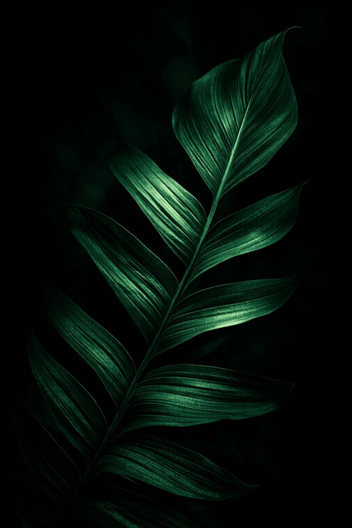 Elegant Emerald Leaf in Dramatic Light wallpaper