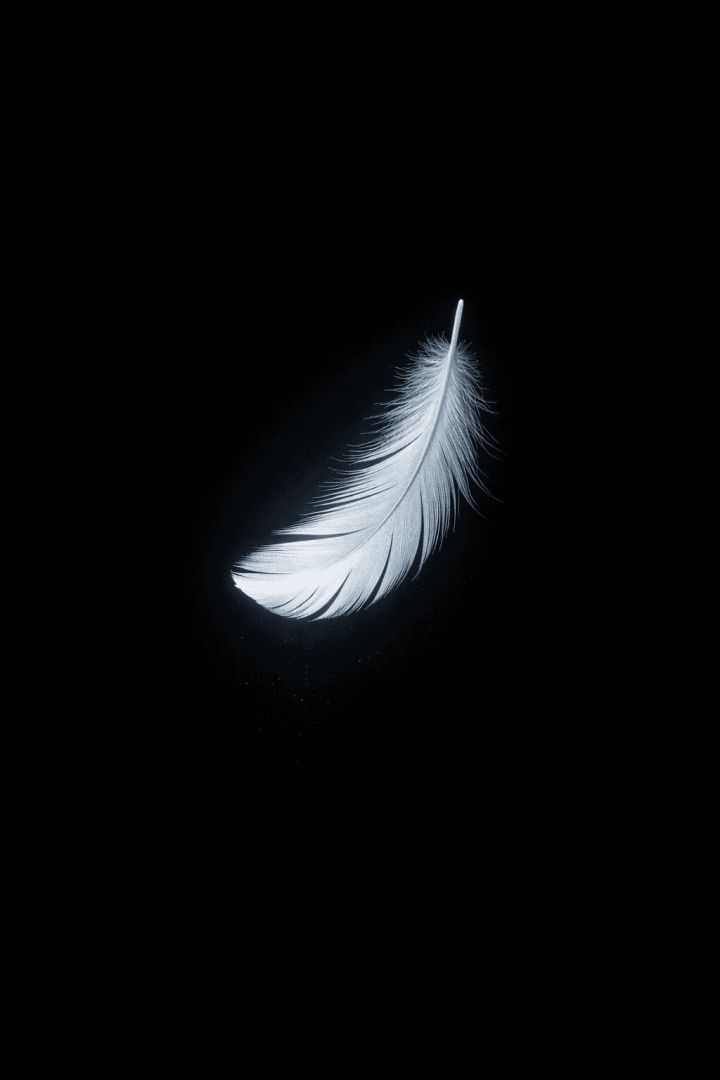 Gentle feather in the darkness wallpaper