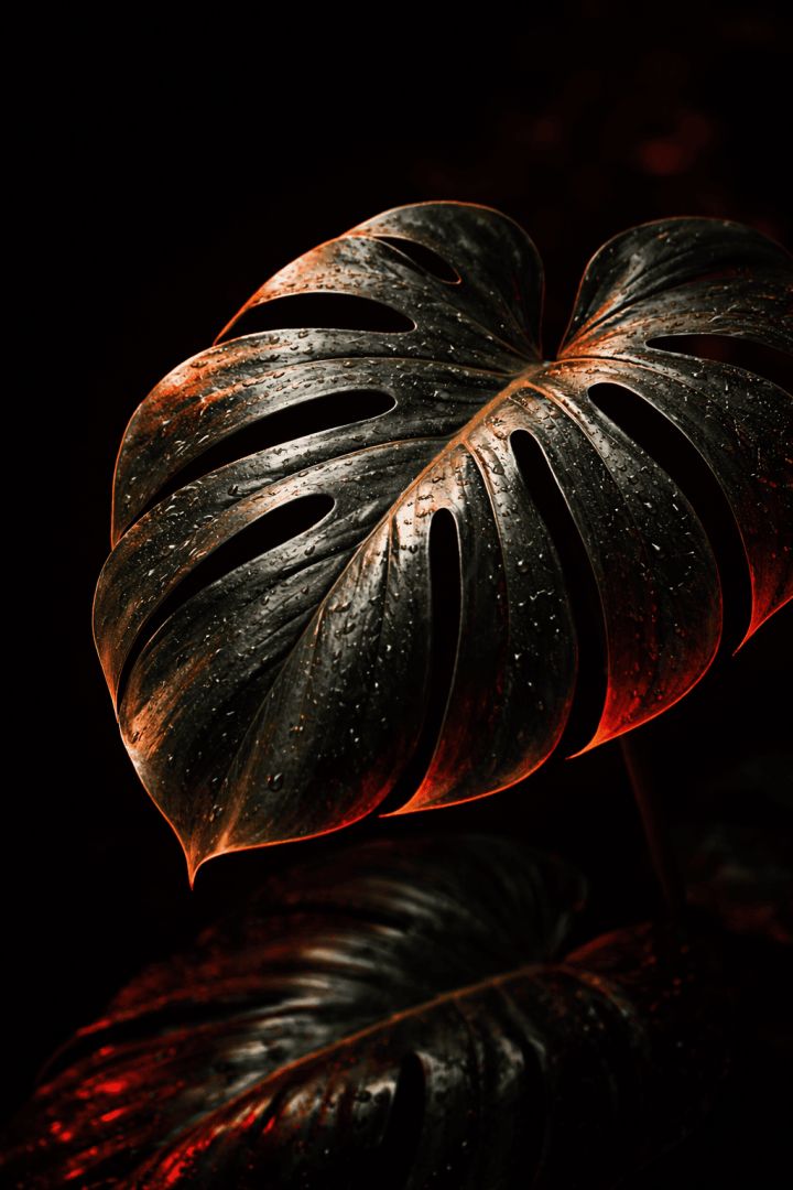 Glistening Monstera Leaf with Red Glow – Dark Luxury Botanical Wallpaper 4K 🔥🌿 wallpaper