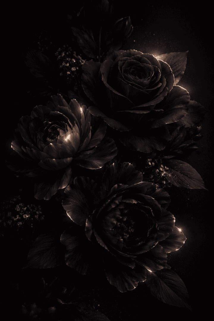 Glowing dark roses and peonies wallpaper