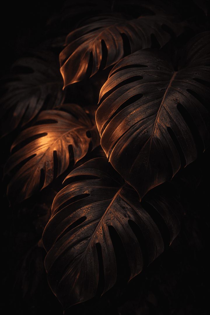 Glowing Monstera Leaves in Darkness – Dark Tropical Luxury Wallpaper 4K AMOLED 🌿✨ wallpaper