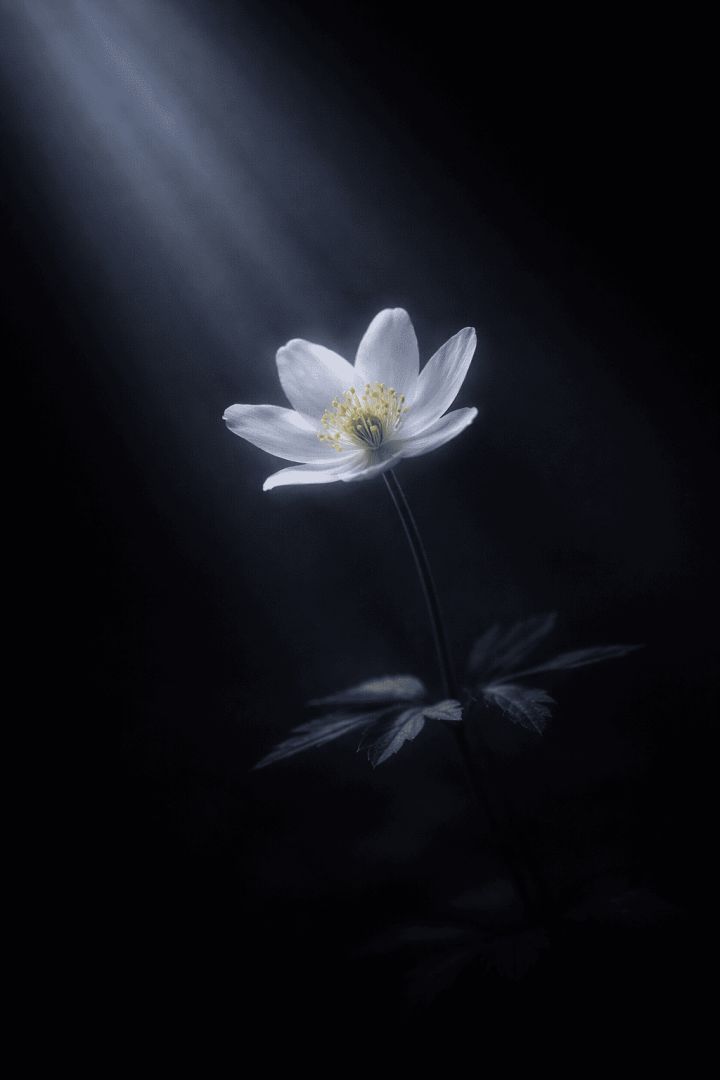 Glowing white flower in darkness wallpaper
