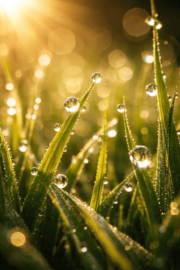 Golden Sunrise Dew Drops on Grass Blades – Warm Nature Macro Wallpaper rain wallpaper