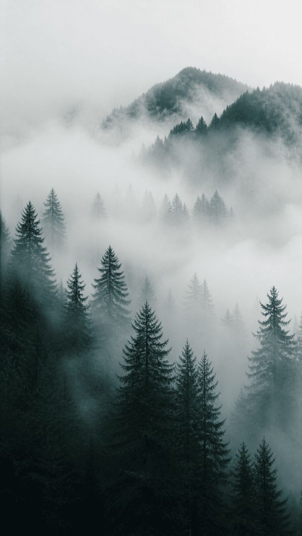 Misty mountain forest in fog nature wallpaper