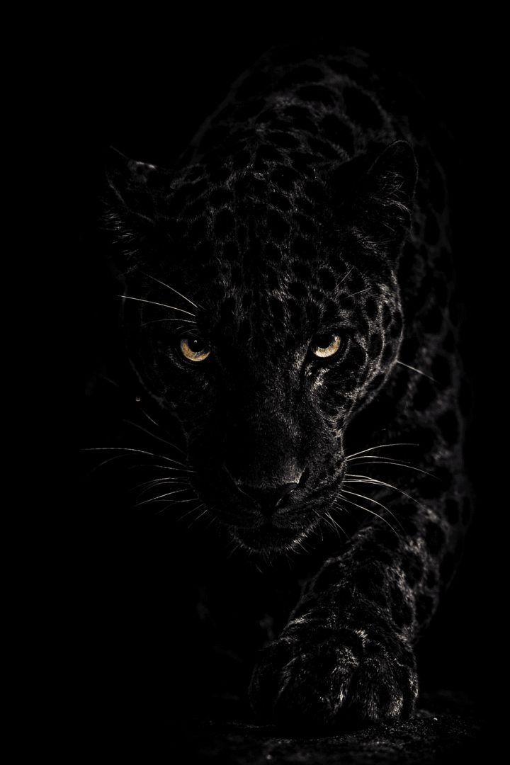Silent hunter in the shadows wallpaper