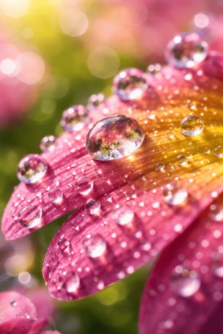 Sparkling Rain Droplets on Colorful Flower Petal – Dreamy Spring Macro Wallpaper rain wallpaper