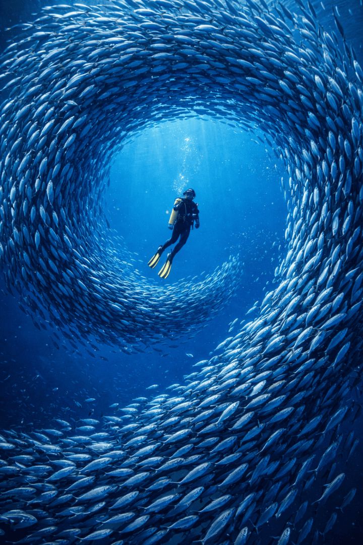 Swirling fish around a diver's path aquatic animals wallpaper