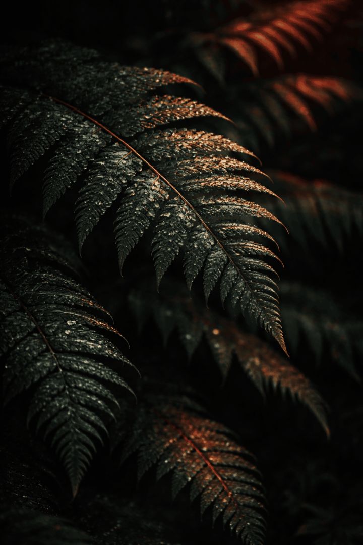Twilight Fern Leaves with Dewdrops – Dark Forest Botanical Wallpaper 4K AMOLED 🌿✨ wallpaper